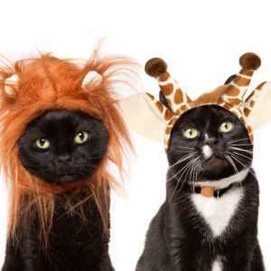 Two cute cats dressed as a lion and a giraffe. Two cute cats dressed as a lion and a giraffe.pet clothes