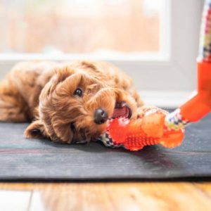 A cute little puppy is playing and chewing on a toy A cute little puppy is playing and chewing on a toy